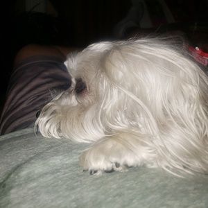 Meet your Posher, Craig